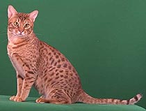 ocicat.jpg