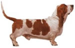 basset-hound-1.jpg