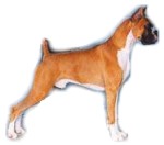 boxer-1.jpg