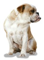 bulldog-ingles-1.jpg