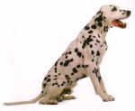 dalmata-1.jpg