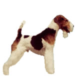 fox-terrier-1.jpg