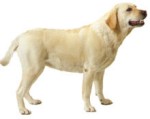 labrador-retriever-1.jpg