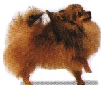 pomerania-1.jpg