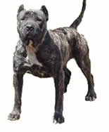 presa-canario-1.jpg