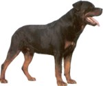 rottweiler-1.jpg