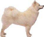 samoyedo-1.jpg