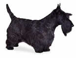 scottish-terrier-1.jpg