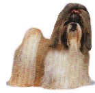 shih-tzu-1.jpg