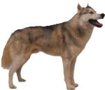 siberian-husky-1.jpg