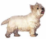 west-highland-terrier-1.jpg